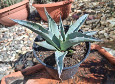 O11 Agave ovatifolia