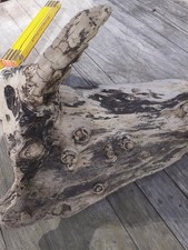 4 XL Treibholz Schwemmholz