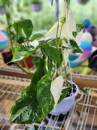 Syngonium albo highly - syngonium,