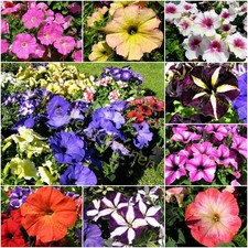 HÄNGEPETUNIE HÄNGEPETUNIEN