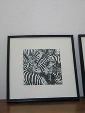 AFRIKA ZEBRAS BLACK & WHITE BILD im Holzrahmen BIG ANIMAL STYLE ?