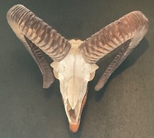 Mufflon Geweih, Mufflon, guter Zustand