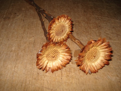 Protea compacta rosette natur - protea,