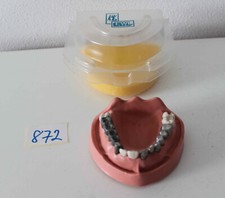Kavo schaumodell - kavo,