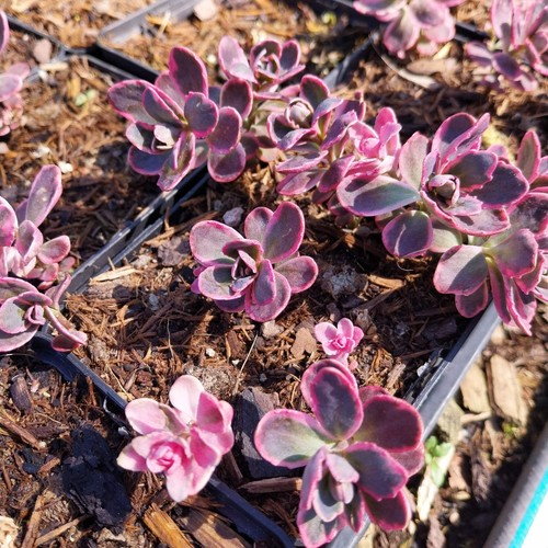 Fetthenne sedum dream dazzler - fetthenne,