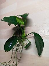  1 Aquariumpflanze / Anubias Barteri