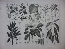 Orig. Stahlstich: Pflanzen -