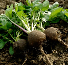 50+ Rettich Samen "Schwarzer Winter", Samenfest