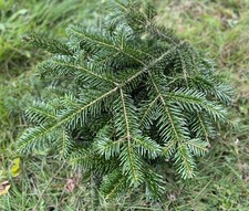 15 Tannenzweige Tannengrün