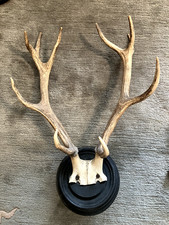 Hirschgeweih 10 Ender auf