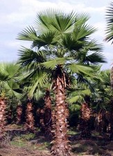 Washingtonia Robusta Palme 3 Pflanzen Schnäppchen Zucht aus Deutschland