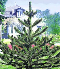 Affenschwanzbaum winterhart ca
