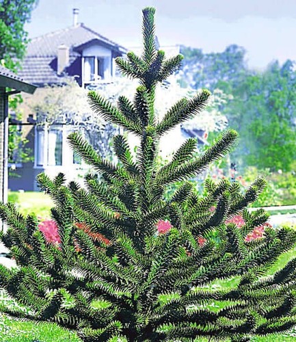 Affenschwanzbaum winterhart - , ca