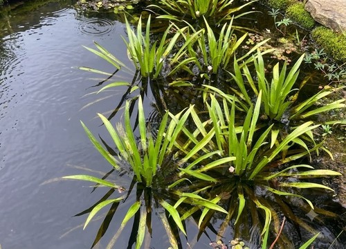 Krebsschere wasserpflanze - krebsschere,