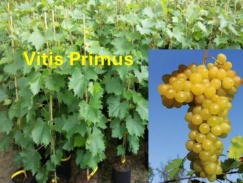 Vitis vinifera primus kernlos - vitis,