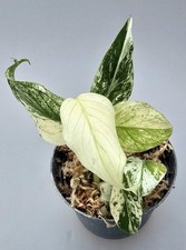 Schöne Monstera White Monster