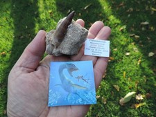 großer Zahn vom Plesiosaurus