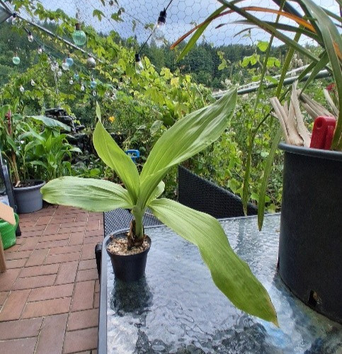 Anguloa eburnea orchidee - eburnea,