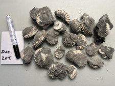 Ammoniten Pleuroceras spinatum