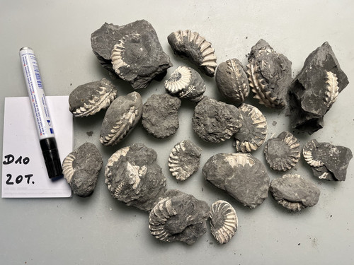 Ammoniten pleuroceras spinatum - ammoniten,