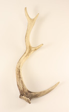 Abwurfstangen Geweihstangen