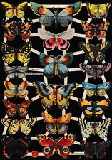 # GLANZBILDER # EF 7426 bunte