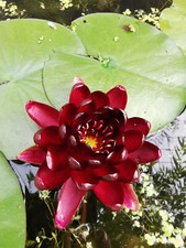 XXL Seerose Nymphaea Black