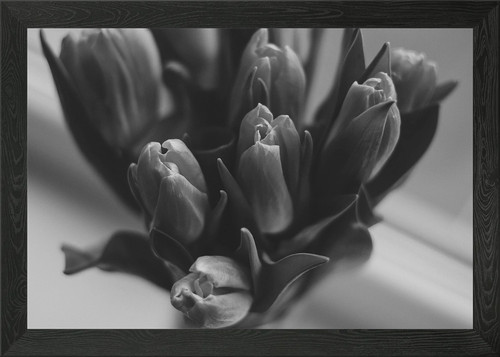 Tulpe blume grau gerahmtes - blume,