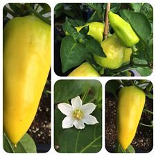 Pusztagold gelbe Paprika frühreifende Sorte aus Ungarn freilandgeeignet