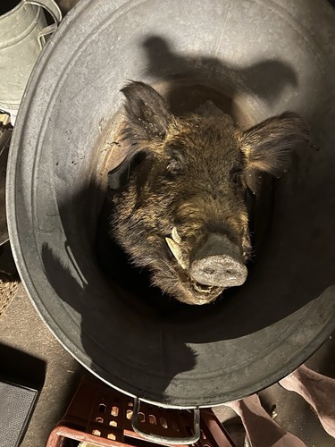 Wildschwein kopf trophäe - wildschwein,
