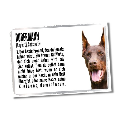 Dobermann kupiert duden hund - dobermann,