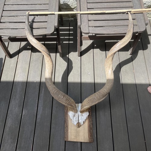 Kudu antilope trophäe - kudu, groß