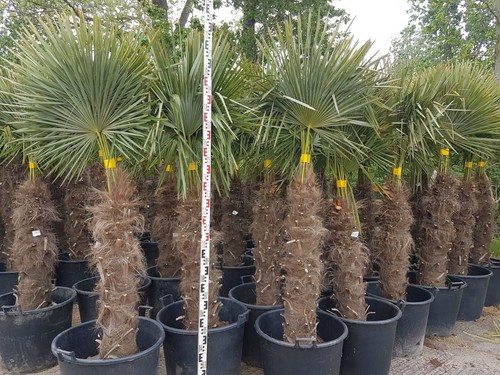 Hanfpalme trachycarpus - hanfpalme,