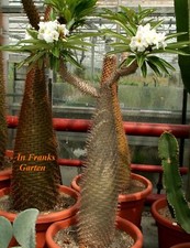 Pachypodium lamerei, Dickfuß,Madagaskar-Palme,Sukkulente,Zimmer-Pflanze,10 Samen
