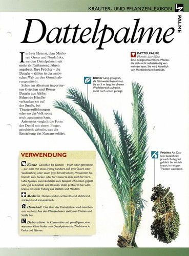 Dattelpalme - , /
