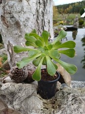 aeonium arboreum im Topf