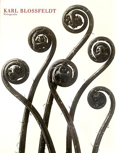 Karl blossfeldt fotografie - blossfeldt,
