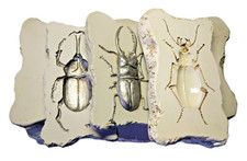 Käfer Wanddeko (Impressionen), 5-teilig