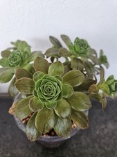 Sukkulente aeonium - sukkulente,