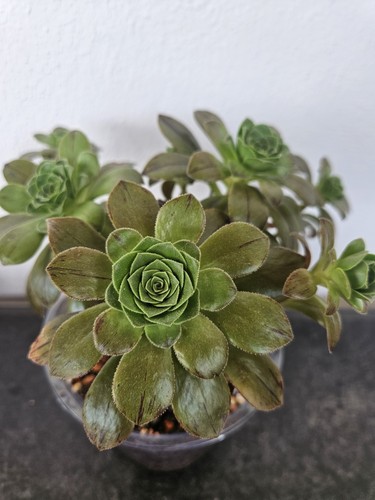 Sukkulente aeonium - sukkulente,