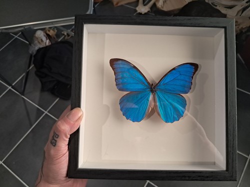 Schmetterling morpho didius - schmetterling,