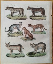 Luchs Gepard Wolf etc.  - Bertuch 3 Kupferstiche - 1792