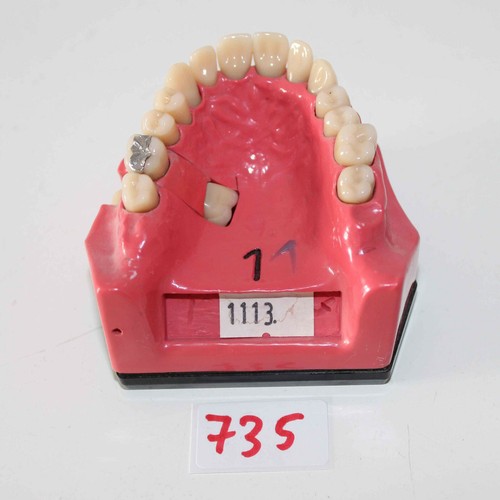 Dent schaumodell 1 - schaumodell,
