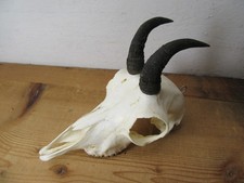 Gamskitz Gamsbock Gämse Geweih Gehörn Trophäe Gamskrickerl