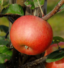 Säulenapfel Flamenco 60-80cm - ausgezeichneter Geschmack