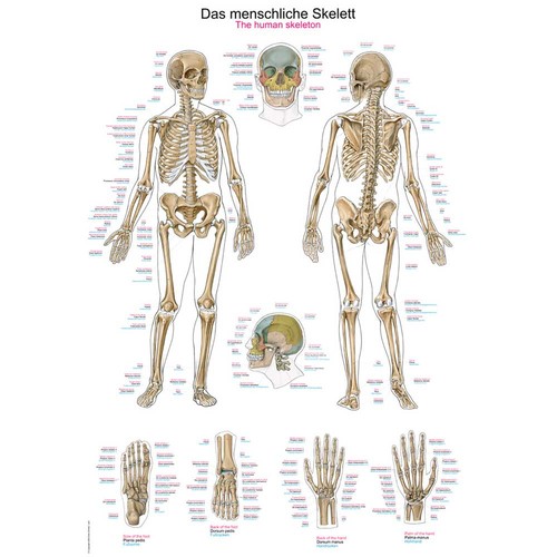Erler zimmer anatomische - zimmer,
