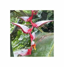 3x Heliconia griggsiana - Paradiesvogelblumen Pflanzen - Samen ID1733