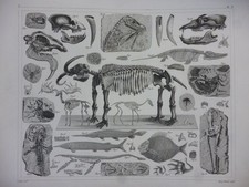 Orig. Stahlstich: Fossilien