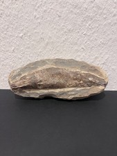 Fisch fossil stein - fisch,
