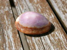 Kaurischneckengehäuse Cypraea  VIOLLET  echte Muschel Meeresschnecke